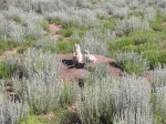 white-tailed-prairie-dog1