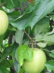 green apples