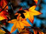 Pretty-Autumn-Leaves