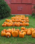 pumpkins