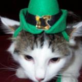 cat in hat cynthia's