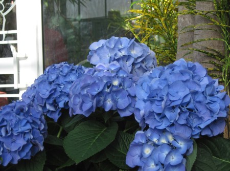 hydrangeas 1