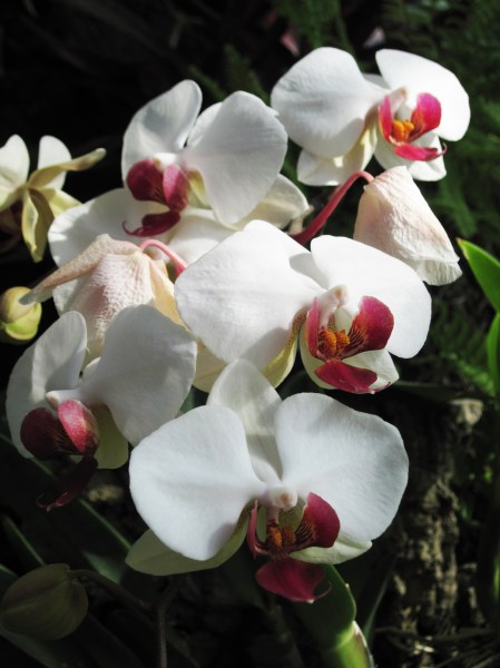 orchids 11
