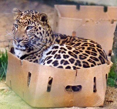 leopard in box