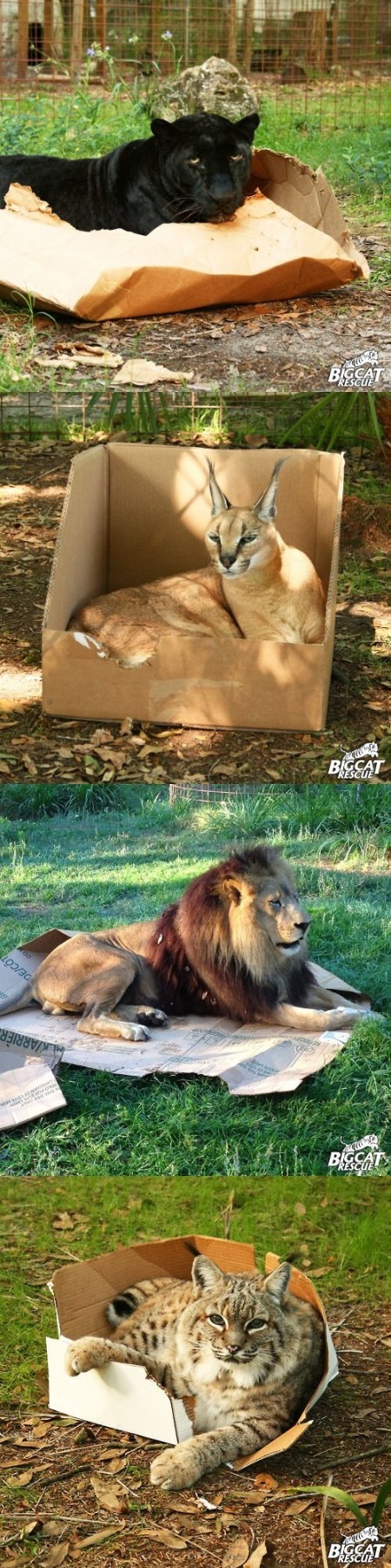 big cats in boxes