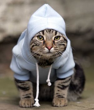 cat hoodie3