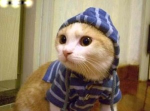 cat-in-a-hoodie-sweater