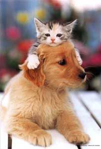 dogs-cats-hats-9