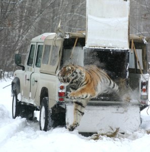 tiger jumping out of truck