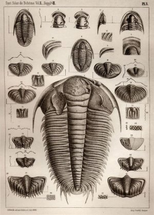trilobites