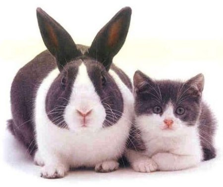 cat-and-rabbit