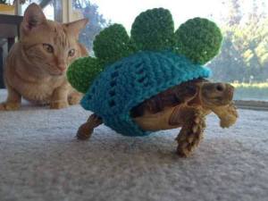 turtle knitting and cat