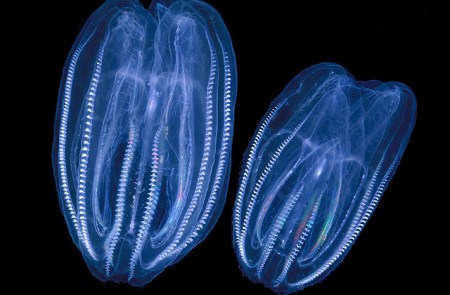 comb jelly