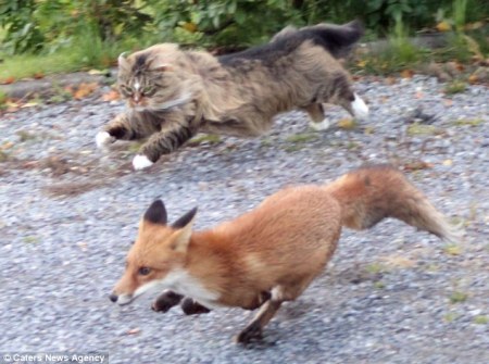 fox cat