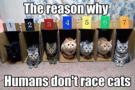 race cats
