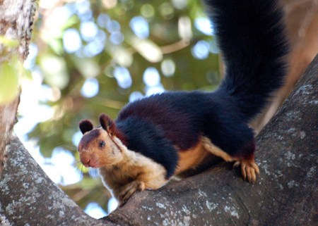 squirrel Indian giant squirrel 2