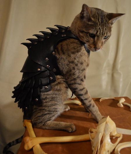 kitty armor