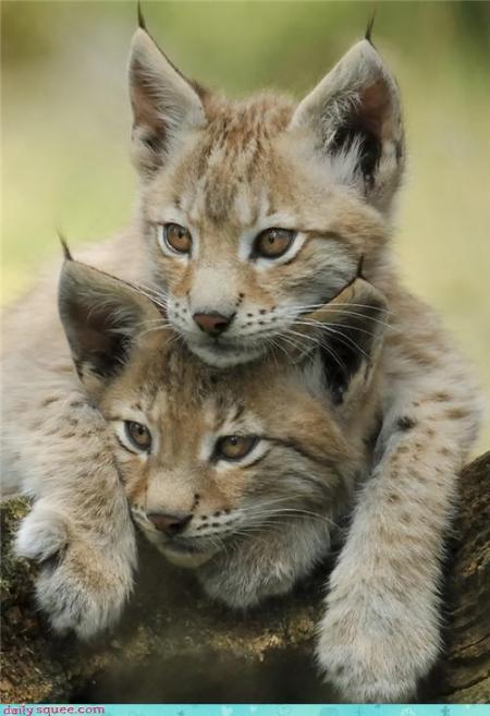 lynx3