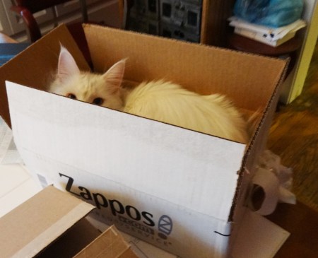 Hobbes in a box