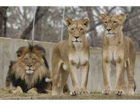 lions