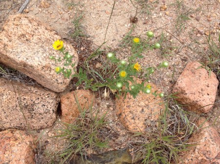 AF wildflowers