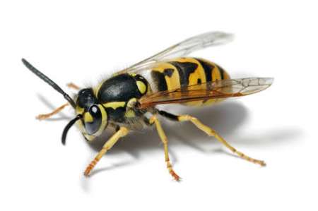 Wasp-or-hornet