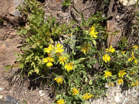 wildflowers 4 Breckenridge