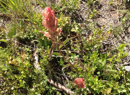wildflowers Breckenridge