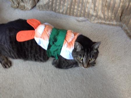 cat sushi1