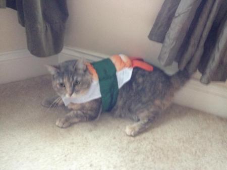cat sushi2
