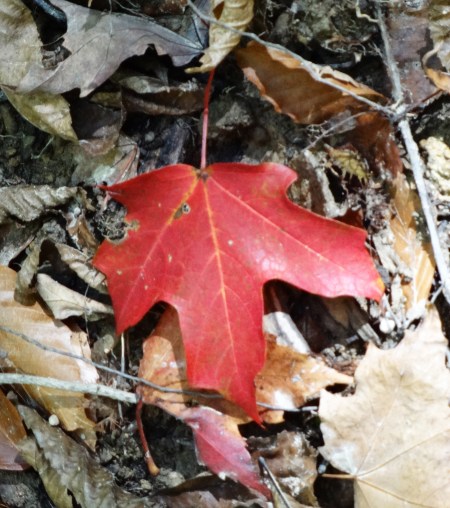 red leaf