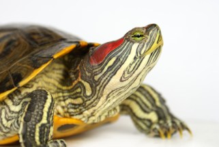 terrapin