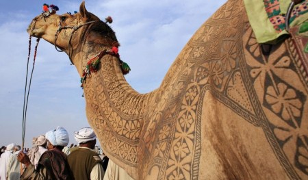 camel2