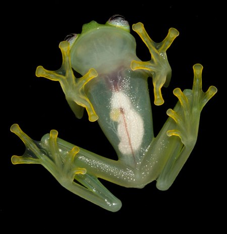 frog1