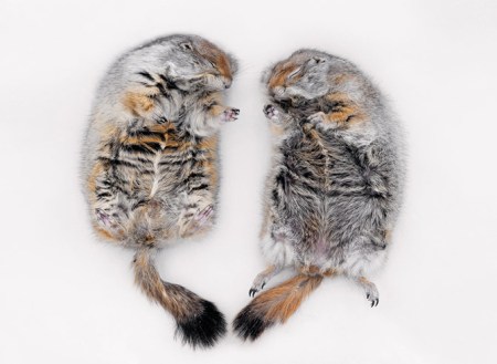 0215-usa-hibernating-squirrels-670