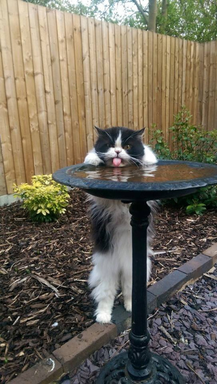 cat drinking