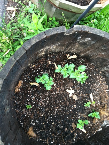 potato german butter ball