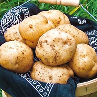 potatoes german butterball