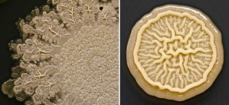 Bacteria-on-the-Handprint-of-an-8-year-old-3-640x295