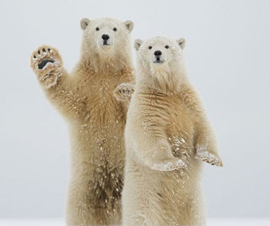 polar bears