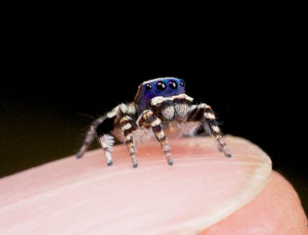 sspiderpersonatus-fingernail