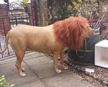 dog lion