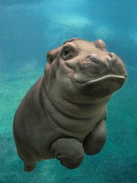 hippo