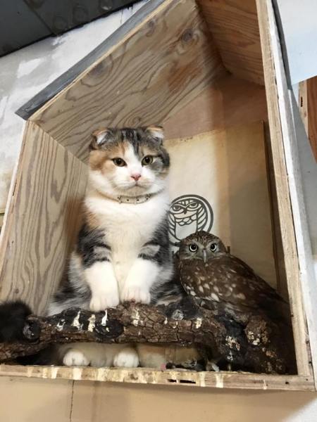 marimo-and-fuku-best-friends-5