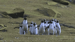 penguin line dance