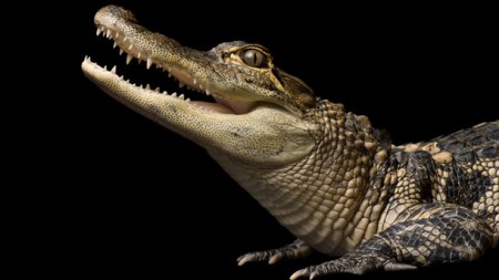 An American alligator (Alligator mississippiensis) at the Kansas City Zoo.