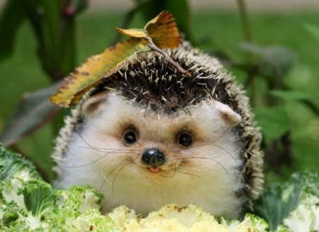 hedgehog