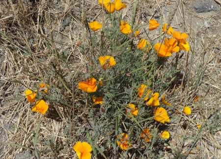 asilomar bulb cailofrnia poppoies