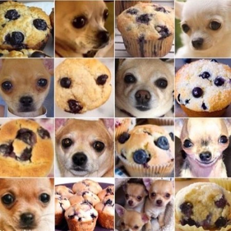 chihuahua muffin