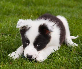 border collie